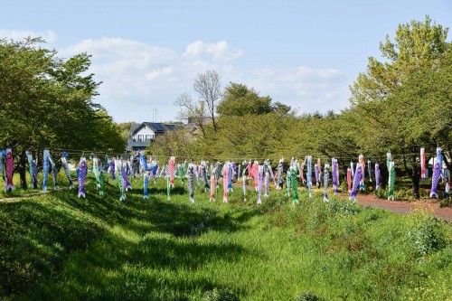Les carpes koinobori pendant le festival des enfants Kodomo No Hi à Tatebayashi