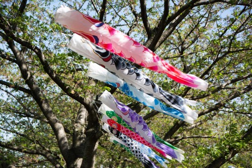 Les carpes koinobori pendant le festival des enfants Kodomo No Hi à Tatebayashi