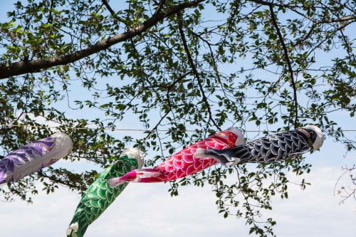 Les carpes koinobori pendant le festival des enfants Kodomo No Hi à Tatebayashi
