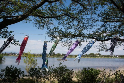 Les carpes koinobori pendant le festival des enfants Kodomo No Hi à Tatebayashi