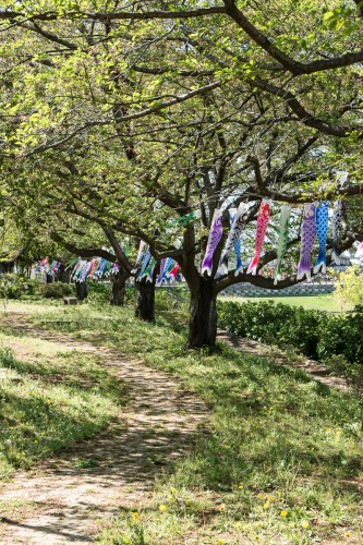 Les carpes koinobori pendant le festival des enfants Kodomo No Hi à Tatebayashi