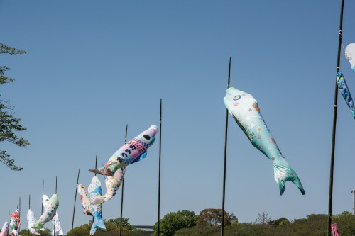 Les carpes koinobori pendant le festival des enfants Kodomo No Hi à Tatebayashi