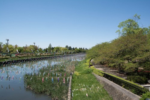 Les carpes koinobori pendant le festival des enfants Kodomo No Hi à Tatebayashi