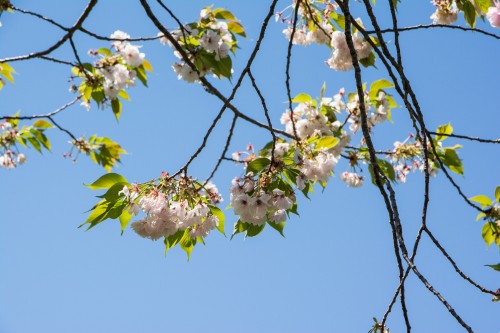 Les cerisiers en fleurs pendant le festival des enfants Kodomo no Hi à Tatebayashi