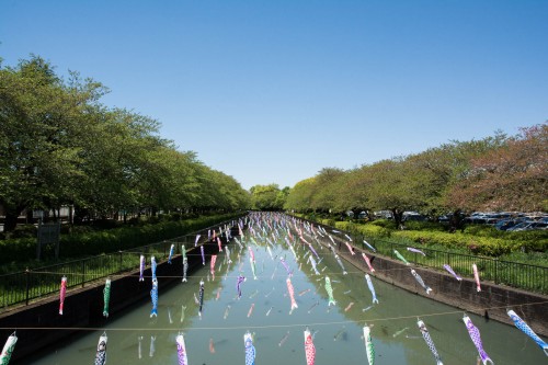 Les carpes koinobori pendant le festival des enfants Kodomo No Hi à Tatebayashi