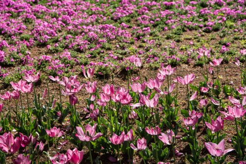 Le jardin Tobu Treasure Garden à Tatebayashi dans la préfecture de Gunma avec ses tulipes