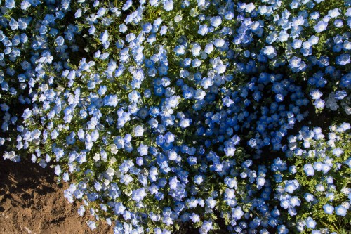 Le jardin Tobu Treasure Garden à Tatebayashi dans la préfecture de Gunma avec ses fleurs bleues nemophila