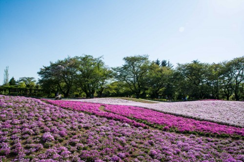 Le jardin Tobu Treasure Garden à Tatebayashi dans la préfecture de Gunma avec ses fleurs roses shibazakura