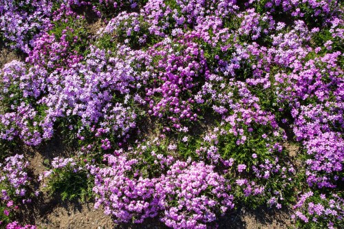 Le jardin Tobu Treasure Garden à Tatebayashi dans la préfecture de Gunma avec ses fleurs roses shibazakura