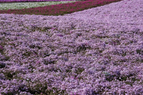 Le jardin Tobu Treasure Garden à Tatebayashi dans la préfecture de Gunma avec ses fleurs roses shibazakura