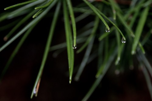la nature au sanctuaire Toshogu à Nikko