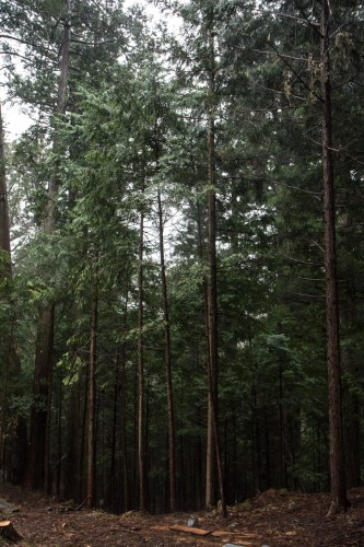 la nature au sanctuaire Toshogu à Nikko