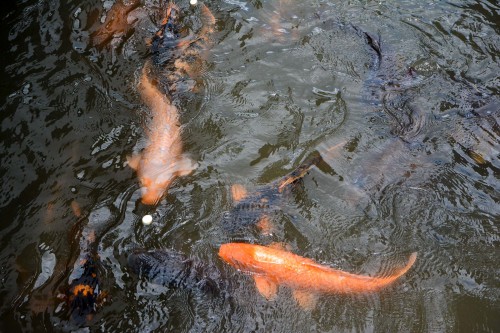 Le canal Setogawa dans Hida Furukawa, Gifu