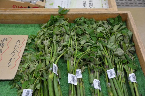 Faire une balade à vélo dans la campagne japonaise à Hida Furukawa, dans la préfecture de Gifu