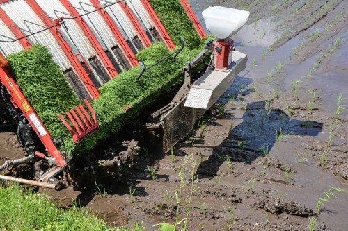 Plantez du riz près de Murakami dans le village de Takane