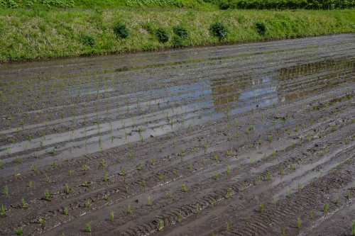 Plantez du riz près de Murakami dans le village de Takane