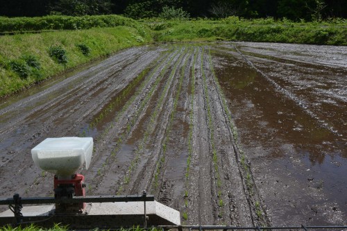Plantez du riz près de Murakami dans le village de Takane