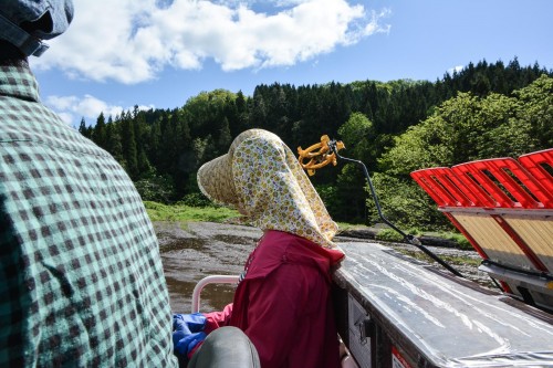 Plantez du riz près de Murakami dans le village de Takane
