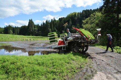 Plantez du riz près de Murakami dans le village de Takane