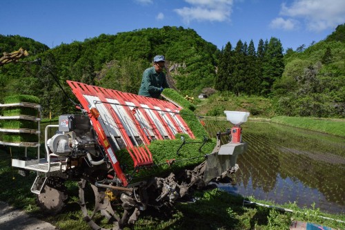 Plantez du riz près de Murakami dans le village de Takane