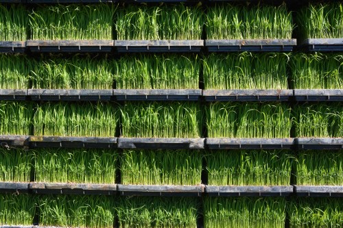 Plantez du riz près de Murakami dans le village de Takane