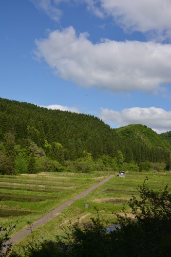 Plantez du riz près de Murakami dans le village de Takane