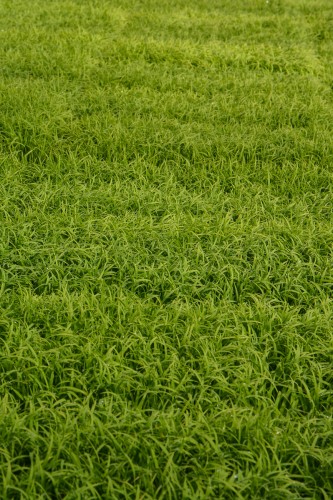 Plantez du riz près de Murakami dans le village de Takane