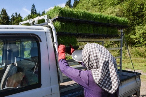 Plantez du riz près de Murakami dans le vilage de Takane