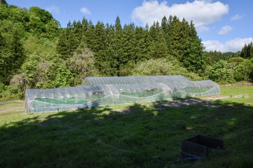 Plantez du riz près de Murakami dans le vilage de Takane