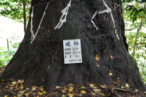 les arbres parfois très vieux sur le chemin du temple Hakogata Hachimangu Shaso à Gatsugi dans la préfécture de Niigata