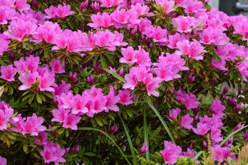 les azalées de la ville de Neya au bord de la Mer du Japon dans la préfecture de Niigata