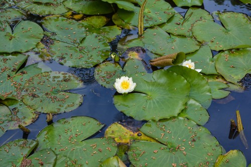 Le temple Rengebuji est un site historique à voir sur l'île de Sado, Niigata