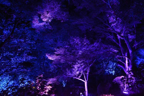 Le jardin Mifuneyama Rakuen à Takeo Onsen, dans la préfecture de Saga avec l'exposition A forest where Gods Live de teamLab