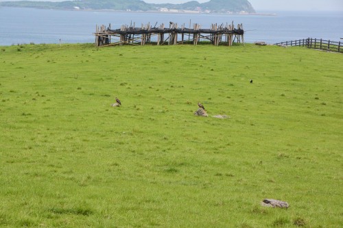 Suginohara Farm sur l'ile de Kabe dans la préfecture de Saga à Kyushu