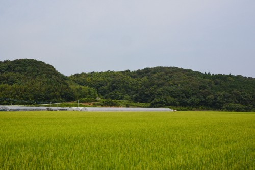 Les rizières en terrasse dans la préfecture de Saga, sur l'île de Kyshu au Japon