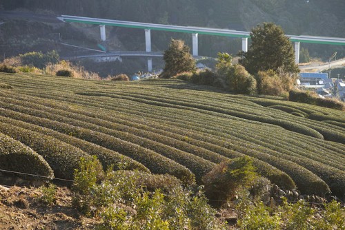 Plantation de thé au Japon