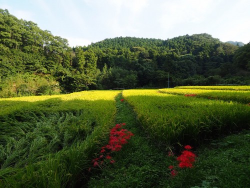 La ferme à Kofuji, sur l'ile de Kysuhu dans la préfecture d'Oita au Japon avec les cultures