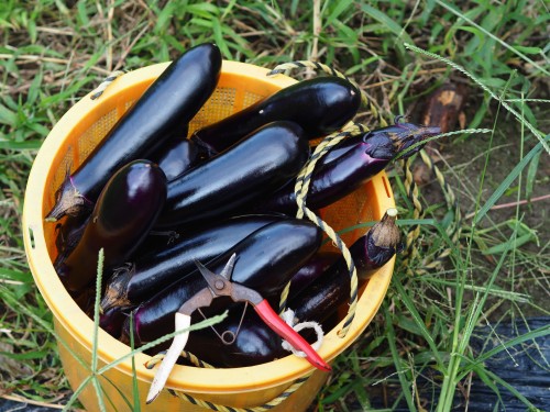 La ferme à Kofuji, sur l'ile de Kysuhu dans la préfecture d'Oita au Japon avec le potager