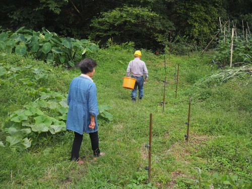 La ferme à Kofuji, sur l'ile de Kysuhu dans la préfecture d'Oita au Japon avec le potager