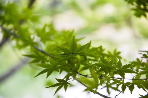 Le jardin Risturin à Takamatsu dans la préfecture de Kagawa au Japon