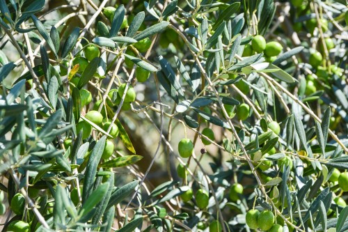 Le parc-oliveraie de Shodoshima dans la préfeture de Kagawa