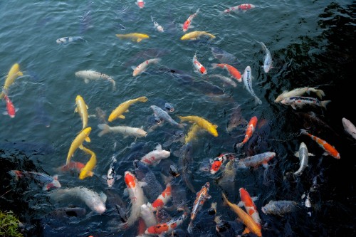 Le jardin Risturin à Takamatsu dans la préfecture de Kagawa au Japon