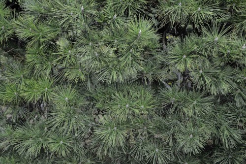 Le jardin Risturin à Takamatsu dans la préfecture de Kagawa au Japon