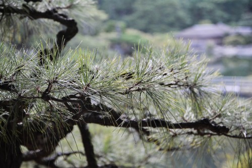 Le jardin Risturin à Takamatsu dans la préfecture de Kagawa au Japon