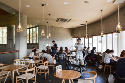 Le parc-oliveraie de Shodoshima dans la préfeture de Kagawa