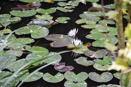 Naoshima au Japon, l'île artistitique avec de jolis nénuphars