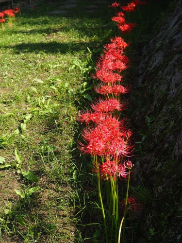 Les rizières de Tashinobushou, à Oita, Kyushu