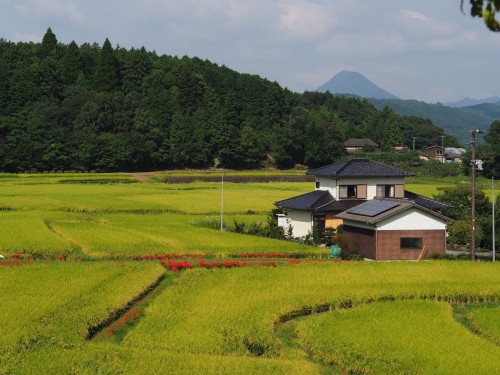 Tashibunoshou, des terres cultivés dans la région de Bungotakada (préfecture d'Oita) à Kyushu