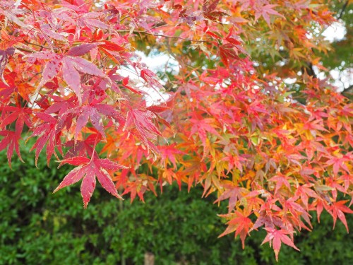 Himi, Mer du Japon, Japon, Temples, Automne