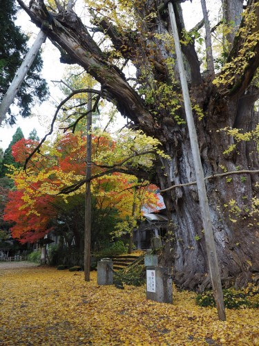 Himi, Mer du Japon, Japon, Temples, Koyo, Automne, Gingko
